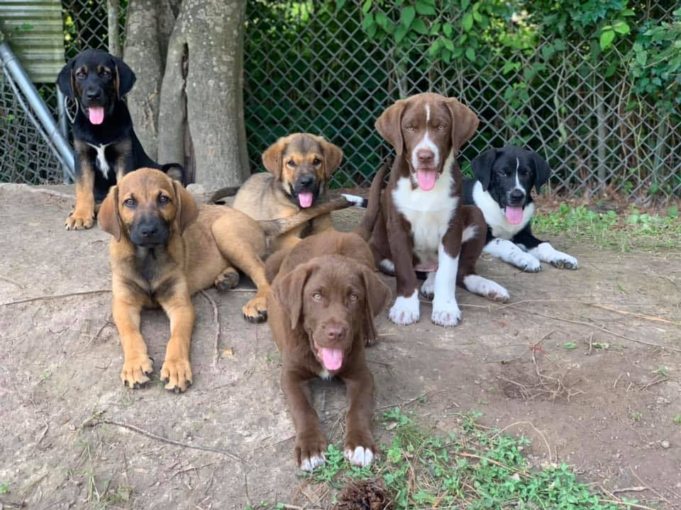 Mutt Madness in the MS Delta banner